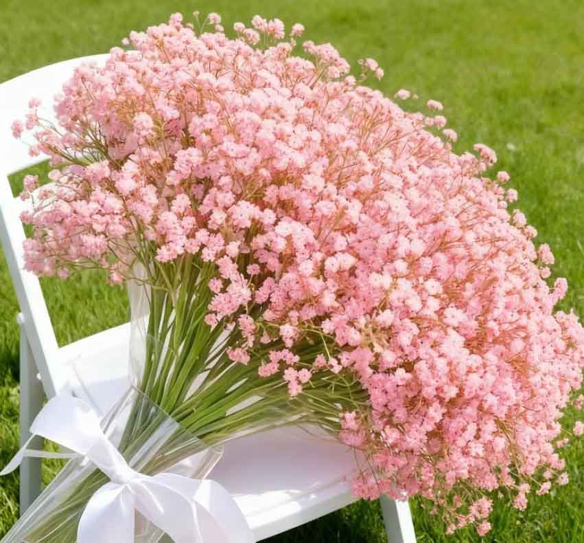 FV1 - Pink Baby's Breath