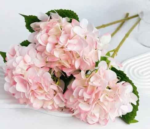 FV3 - Pink Hydrangeas