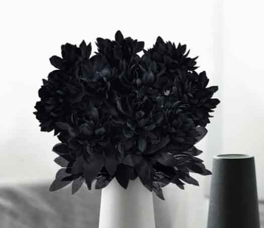 FZZ1 - Black Dahlias
