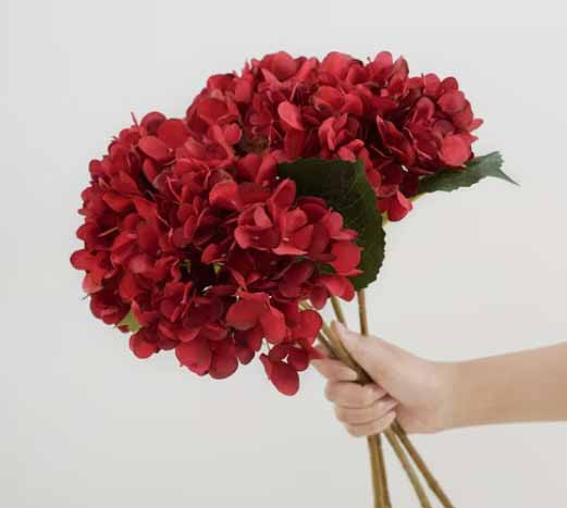 FX3 - Red Hydrangeas