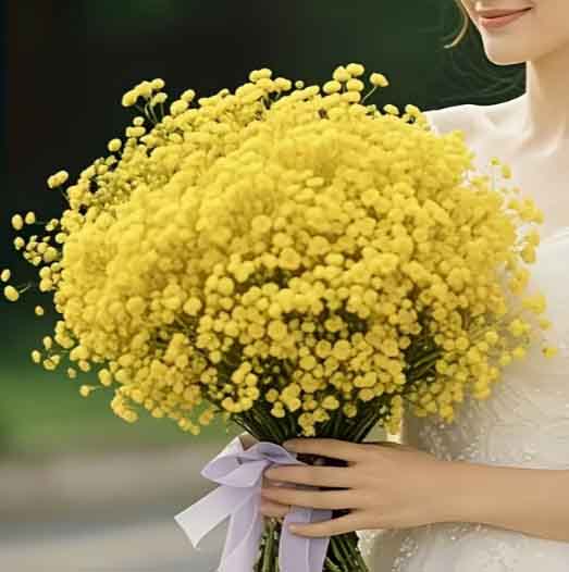 FY1 - Yellow Baby's Breath