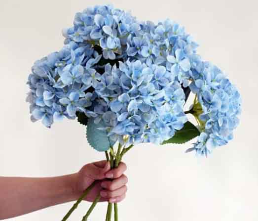 FS3 - Blue Hydrangeas